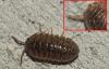 Armadillidium vulgare